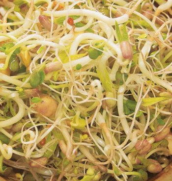 SS253 Bean Salad Sprouts